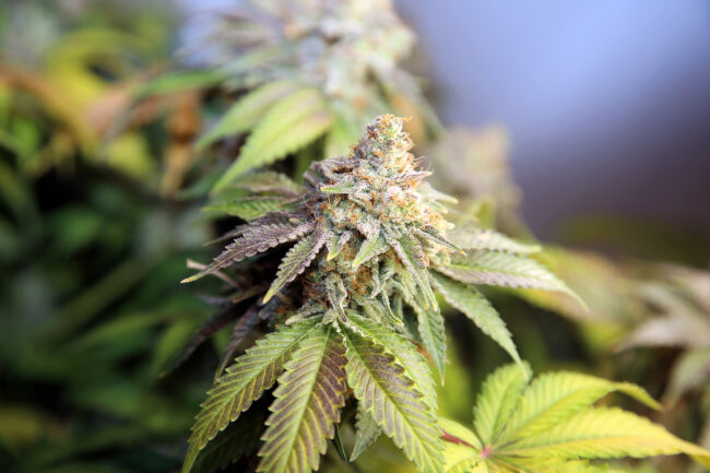 Marijuana. Close up of Female Flowering Marijuana Plant. Cannabi